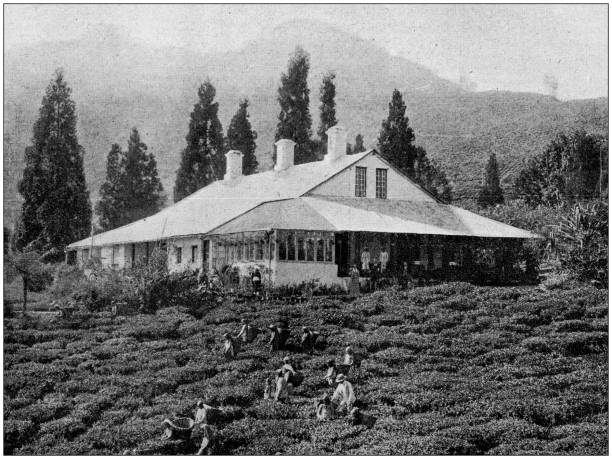 ilustrações de stock, clip art, desenhos animados e ícones de antique photo: tea plantation in india, darjeeling - tea crop tea leaves plantation farmer