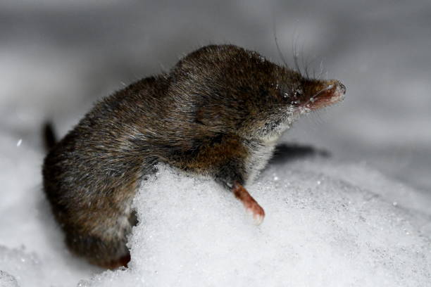 istock mouse shrew in the snow at night 1186344960