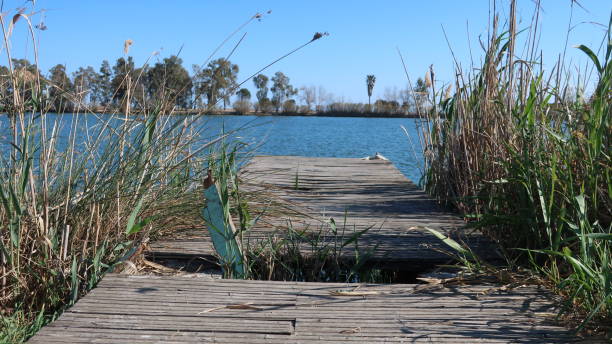 istock Wild nature in an old pier at Ebro river 1186347117