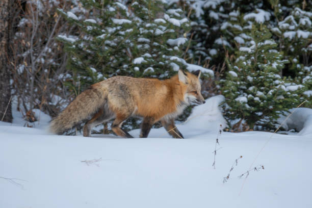 istock Red fox hunting for mouse under snow in Yellowstone National Park 1186347447