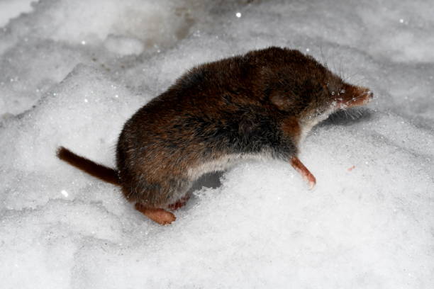 istock mouse shrew in the snow at night 1186347553