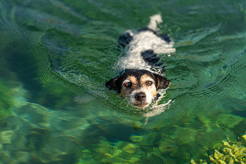 Dog 10 years old. Small cute Jack Russell Terrier swims in clear water.