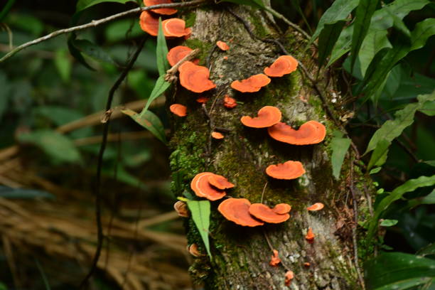 istock Brazilian Orange Mushroons 1186348852
