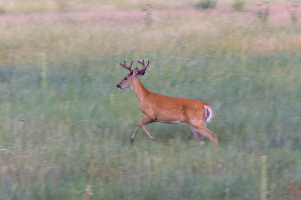 istock Whitetail Deer Buck in Velvet 1186348914