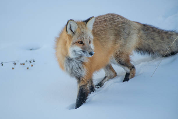 istock Red fox hunting for mouse under snow in Yellowstone National Park 1186349092