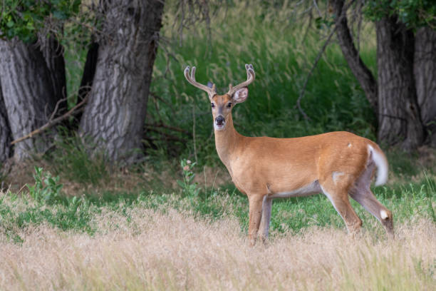 istock Whitetail Deer Buck in Velvet 1186349241