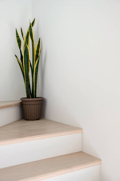 istock Sansevieria or snake plant at staircase in home 1186349338