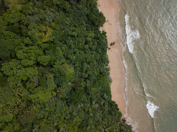 Aerial drone photo of Jungle Beach, Rumassala, Galle, Sri Lanka. Highlighting the thick forest adjoining the sea. Tourists are visible bathing in the ocean & visitors enjoying waves on the coast. stock photo