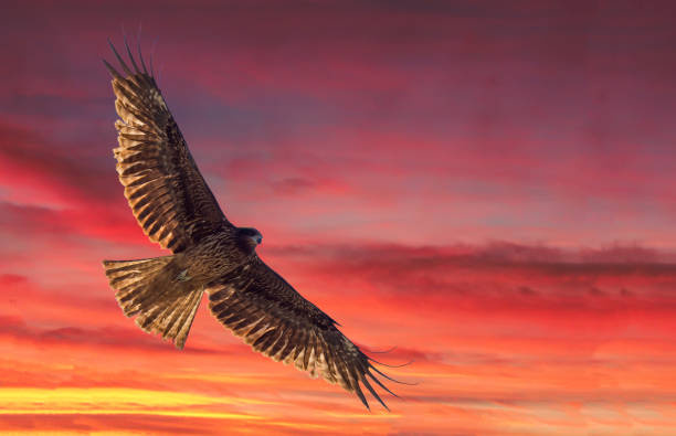 istock Awe  Eagle flying over  KATSURA  River -sunset ! 1186350296