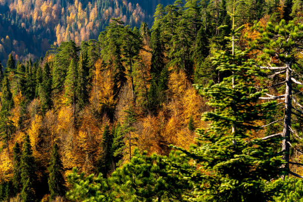 istock Autumn at Seven Lakes 1186351403
