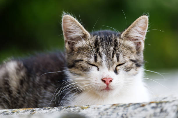 istock A cat sits on the roof 1186351534