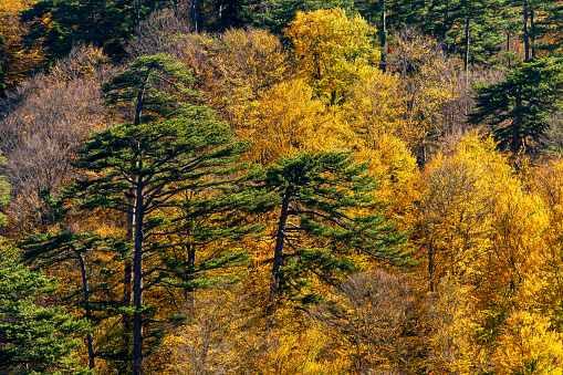 maple trees in autumnin Styria, Austria