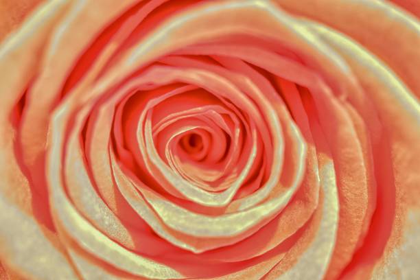 Picture of a beautiful rose