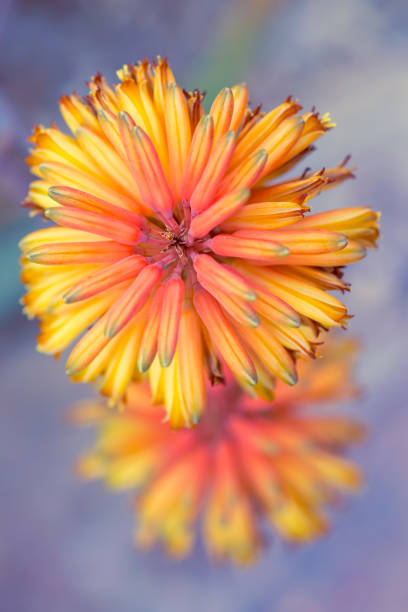 istock Orangutan flowers that blur in blur. 1186351997