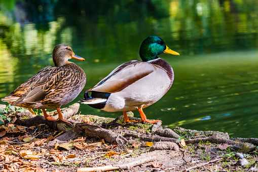 The couple of mallard Anas platyrhynchos dabbling duck waterfowl birds. Close-up of a female and male drake mallard duck in a pond or river coast.