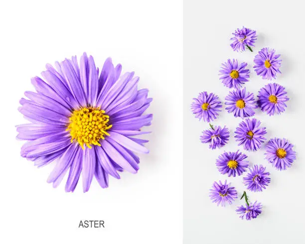 Creative layout with blue aster flowers. Autumn flower arrangement on white background. Top view, flat lay. Floral design element