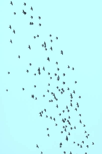 istock depicting flock of birds against sky 1186352871