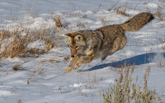 Coyote with winter coat makes jump for mouse