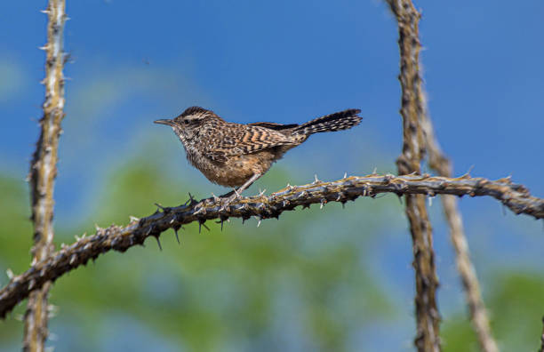 istock Juvenile Cactus Wren on Thorny Cactus Stem, Arizona 1186353359