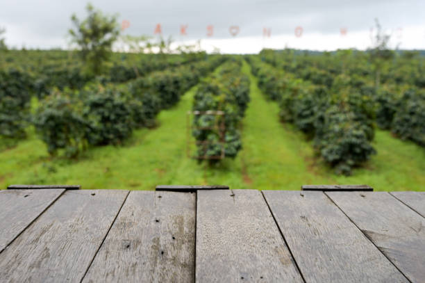 istock Coffee plantations  with wooden board for copy space. 1186353944