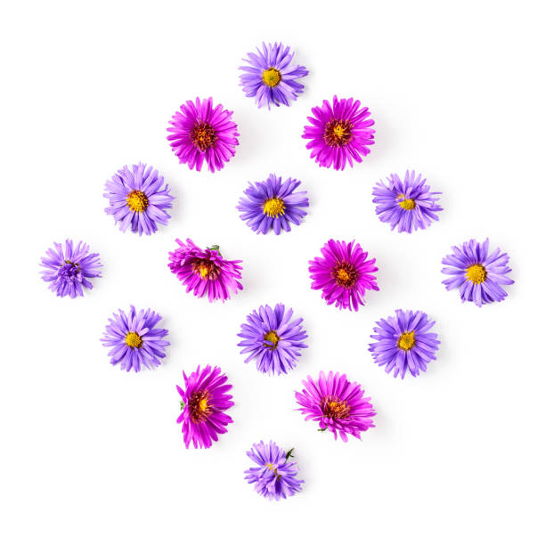 patrón de flores de aster - daisy multi colored flower bed flower fotografías e imágenes de stock
