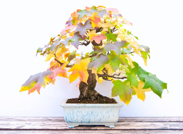 sweetgum baum bonsai bei herbst - amerikanischer amberbaum stock-fotos und bilder