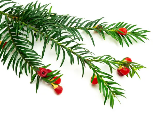 Yew (Taxus baccata) isolated over white background