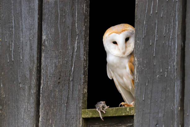 バーンフクロウ (タイト・アルバ) - barn owl ストックフォトと画像