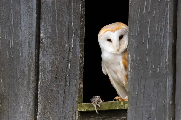 Photo of Barn Owl (Tyto Alba)
