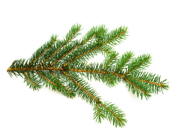 istock Fir branch isolated on white background 1186355735