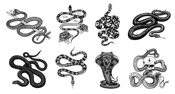 ilustrações, clipart, desenhos animados e ícones de cobra do leite com rosas, python real esqueleto com crânio, réptil com espada, cobra venenosa. víbora venenosa para cartaz ou tatuagem. esboço velho extraído mão gravado do vintage para o t-shirt ou o logotipo - snake cobra cartoon rattlesnake