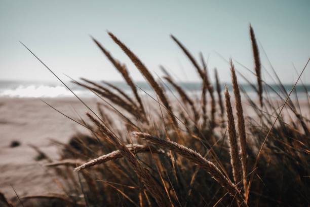 istock Close up of plant on beach 1186356969