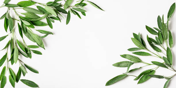 Fresh sage leaves pattern frame Fresh sage leaves pattern. Frame with salvia herbs on white background.Top view, flat lay, design element and banner. Healthy eating and dieting concept healthcare fitness and herbal medicine banner set stock pictures, royalty-free photos & images