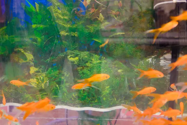 Orange goldfish on a green fishtank