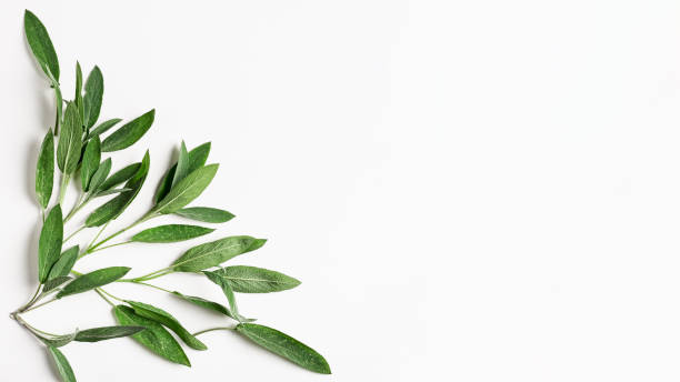 Fresh sage leaves pattern frame Fresh sage leaves pattern. Frame with salvia herbs on white background.Top view, flat lay, design element and banner. Healthy eating and dieting concept healthcare fitness and herbal medicine banner set stock pictures, royalty-free photos & images