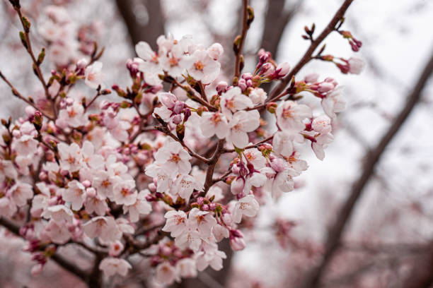 istock Cherry blossom blooming in japan 1186358388