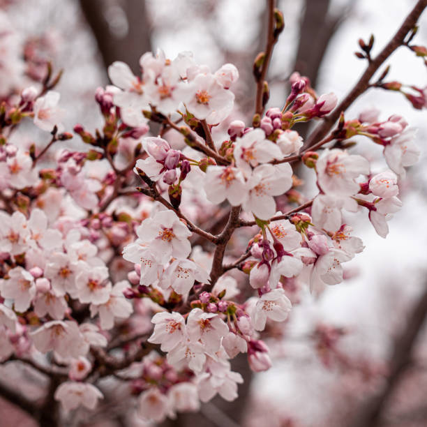 istock Cherry blossom blooming in japan 1186358709