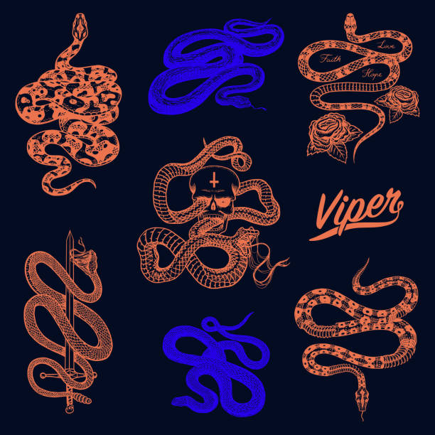 Royal Python Drawings 290+ Python Royal Stock Illustrations, Royalty-Free Vector Graphics ...