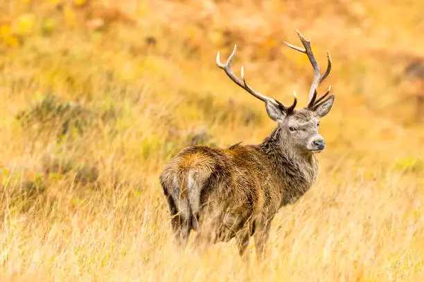 Red deer stag (latin name: Cervus elaphus) in Autumn. The Monarch of the Glen, stood majestically in golden grasses.  Glen Strathfarrar, Scottish Highlands. Facing right.  Looking back.  Horizontal.  Space for copy.