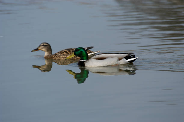 couple of mallard duck (Anas platyrhynchos)