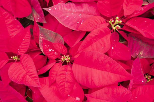 istock Big red, Christmas red, potted flowers, beautiful 1186361100