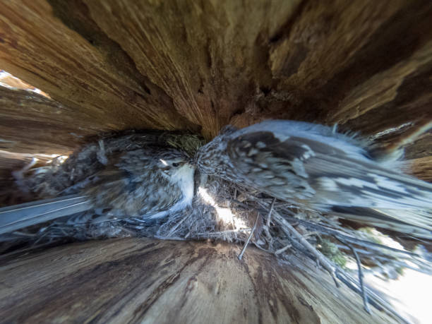 Certhia familiaris. The nest of the Tree Creeper in nature. Certhia familiaris. The nest of the Tree Creeper in nature. Russia certhiidae stock pictures, royalty-free photos & images