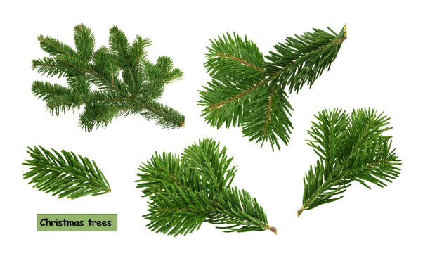 istock christmas trees isolated on white background 1186361606