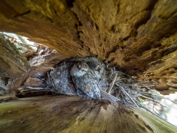 Certhia familiaris. The nest of the Tree Creeper in nature. Certhia familiaris. The nest of the Tree Creeper in nature. Russia certhiidae stock pictures, royalty-free photos & images