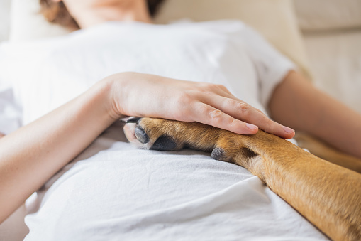 Dog holds a paw on woman's belly, concept of dogs taking care, feeling human's pain  and being helpful during a disease or healing process