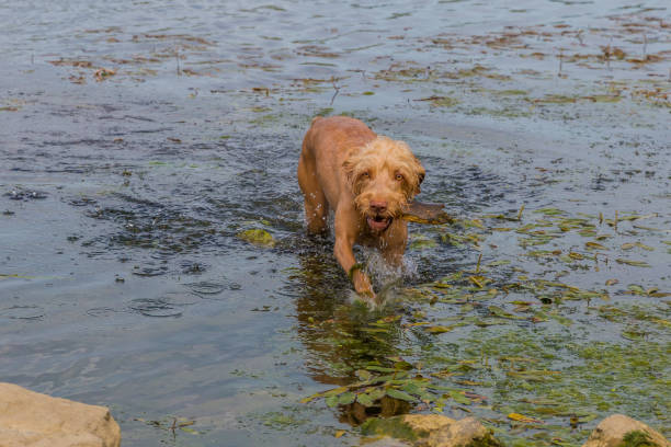 istock Wirehaired Vizsla dog walking in the water 1186364337