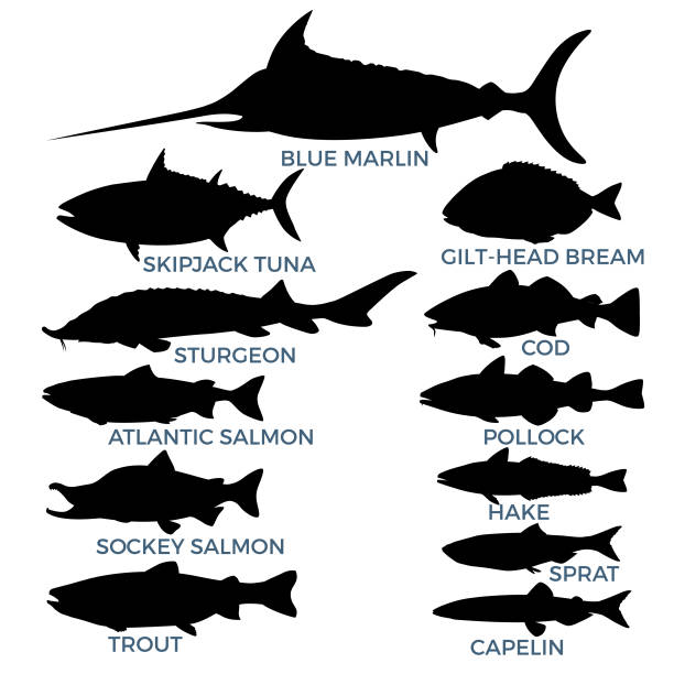 Commercial fish species. Silhouettes of commercial fish species. Vector illustration isolated on a white background commercial tuna fishing stock illustrations