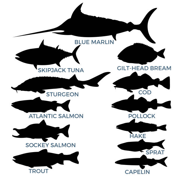 Commercial fish species. Silhouettes of commercial fish species. Vector illustration isolated on a white background skipjack stock illustrations