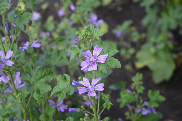 istock Malva sylvestris with violet flowers 1186367767