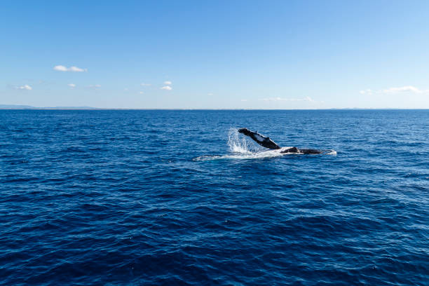 istock Humpback whale waving from the ocean 1186369043